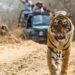 Planning A Trip To Jim Corbett ?