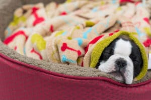 What supplies do I need for a new dog