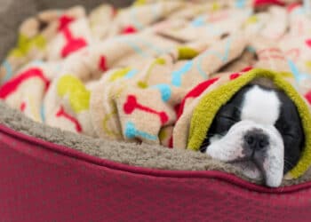 What supplies do I need for a new dog