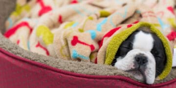 What supplies do I need for a new dog