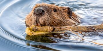 You would be shocked knowing Where does Vanilla come from