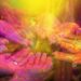 Top 8 most colourful festivals around the world that you need to know