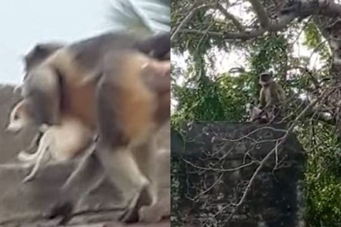 All you need to know about the “Monkey vs Dog” gang war