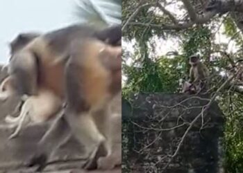 All you need to know about the “Monkey vs Dog” gang war