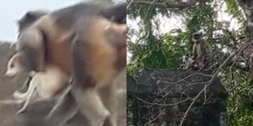 All you need to know about the “Monkey vs Dog” gang war