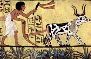 History and evolutions of agriculture through ages.  
