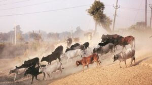 Is Awadh’s Bull the “Coco” of the Western UP?