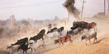 Is Awadh’s Bull the “Coco” of the Western UP?