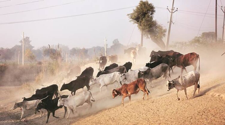 Is Awadh’s Bull the “Coco” of the Western UP?