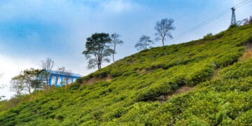 Beautiful alternatives you could explore other than Darjeeling: