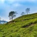 Beautiful alternatives you could explore other than Darjeeling: