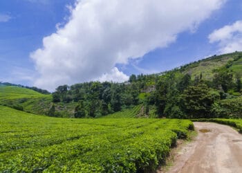 5 Amazing Hill Stations Near Chennai For a Peaceful Vacation