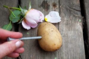 How To Plant Roses Using Potatoes.
