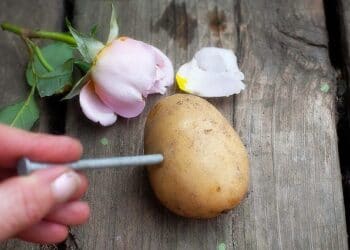 How To Plant Roses Using Potatoes.