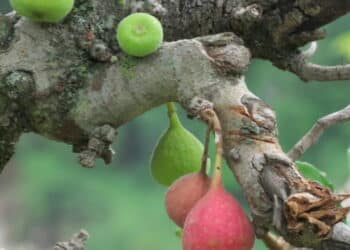 Himalayan Figs : A New Alternative To Synthetic Pain Relievers 