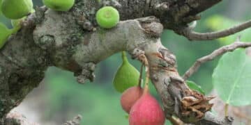 Himalayan Figs : A New Alternative To Synthetic Pain Relievers 