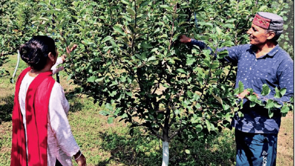 Organic farming attracts Himachal fruit growers