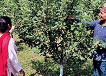 Organic farming attracts Himachal fruit growers