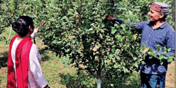 Organic farming attracts Himachal fruit growers