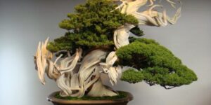 10 Most Expensive House Plants to Decorate Your Lifestyle