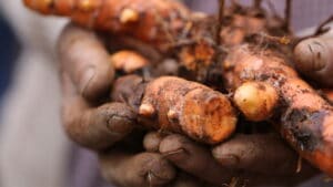Roots of health: How a simple processing method helps turmeric farmers earn more