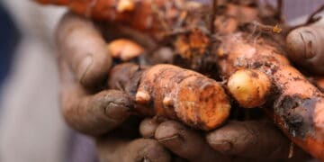 Roots of health: How a simple processing method helps turmeric farmers earn more