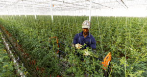 Top 3 Agritech Platforms in India Using Tech to Help Farmers
