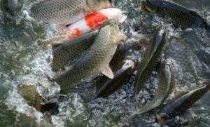 All About Fish Farming In India