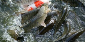 All About Fish Farming In India