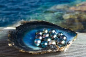 Pearl Farming; An Emerging Asset For Farmers