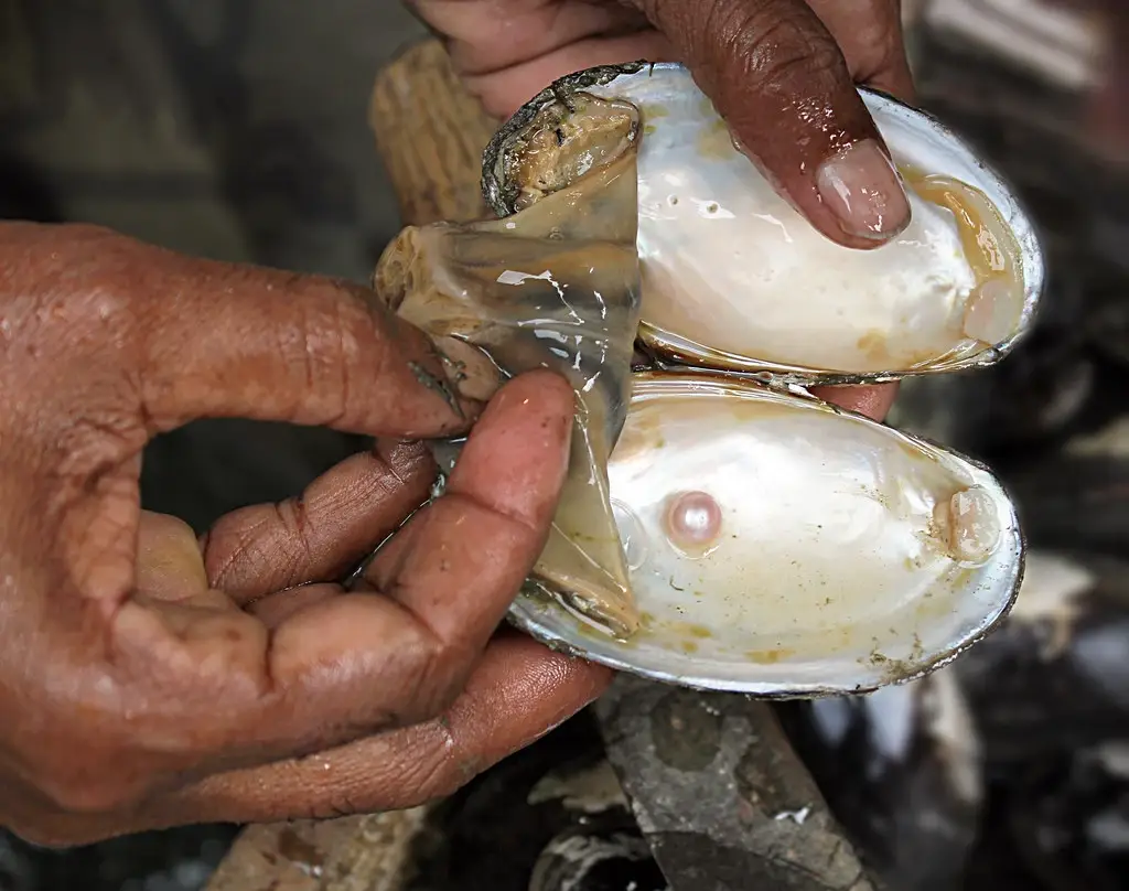 Pearl Farming; An Emerging Asset For Farmers