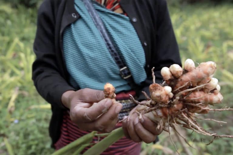 Roots of health: How a simple processing method helps turmeric farmers earn more