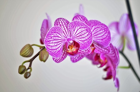 10 Most Expensive House Plants to Decorate Your Lifestyle