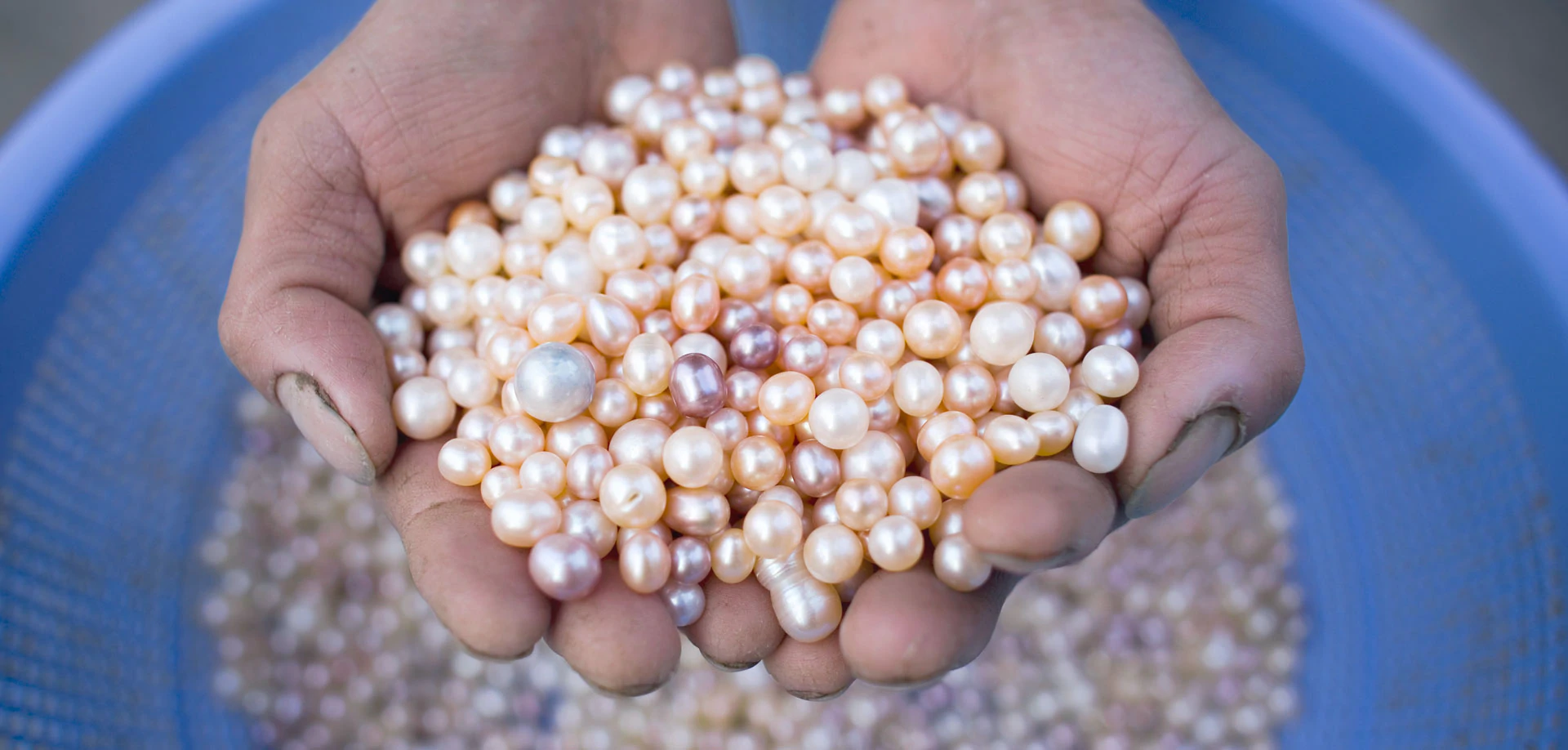 Pearl Farming; An Emerging Asset For Farmers