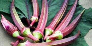 Red Ladyfinger Is The New Superfood
