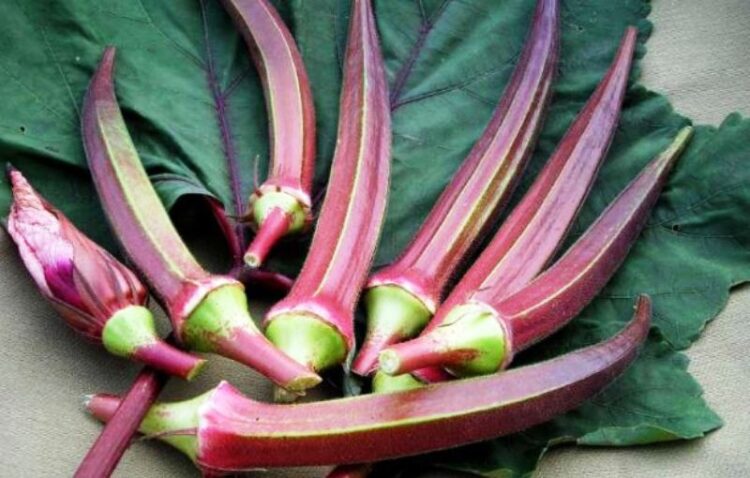 Red Ladyfinger Is The New Superfood