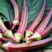 Red Ladyfinger Is The New Superfood