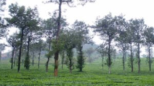Agroforestry In India.