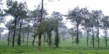 Agroforestry In India.