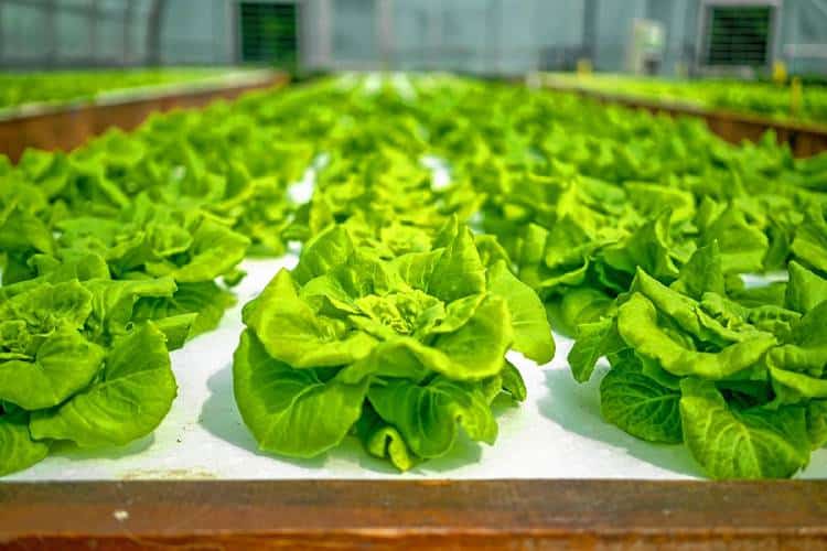 5 Techniques For Sustainable Farming