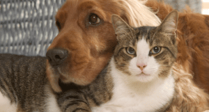 6 reason why having a pet could be good for you: