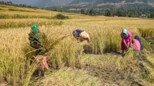 Farmers kept paying premiums, insurance companies prospered