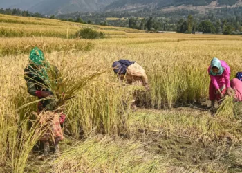 Farmers kept paying premiums, insurance companies prospered