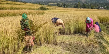 Farmers kept paying premiums, insurance companies prospered