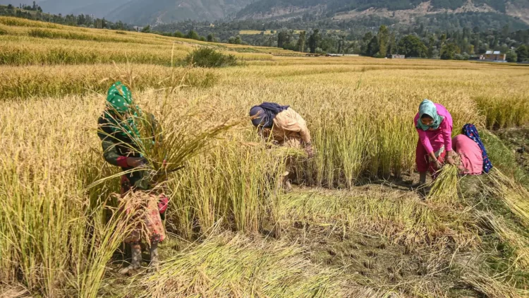 Farmers kept paying premiums, insurance companies prospered