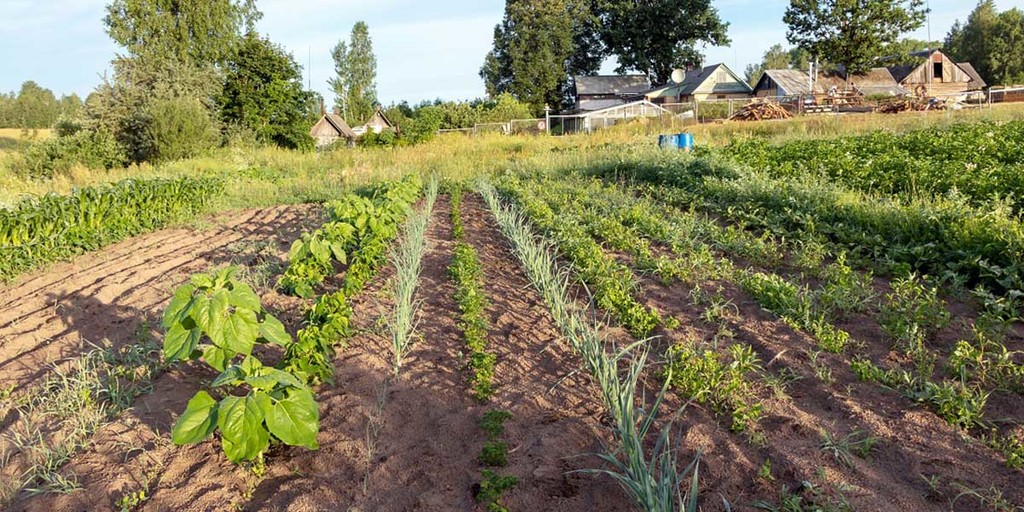 5 Techniques For Sustainable Farming