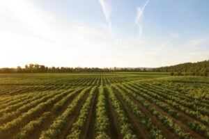 5 Techniques For Sustainable Farming
