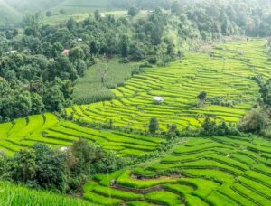 Top Agriculture Countries
