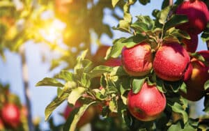 A Thriving Horticulture In Jammu and Kashmir