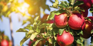 A Thriving Horticulture In Jammu and Kashmir